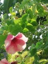 Purple Allamanda & x28;allamanda blanchetii& x29; Flower