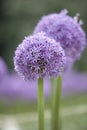 Purple Allium 5