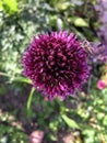 Closeup of allium purple bloom with bee