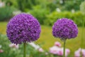 purple allium blossoms Royalty Free Stock Photo