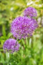 Purple allium bulbs flowers close up on green background