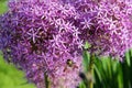 Purple Allium Christophii Flower Royalty Free Stock Photo