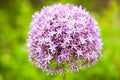 Purple Allium Flower Royalty Free Stock Photo