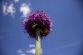 Purple allium flower on a background of blue sky. Royalty Free Stock Photo