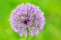 Purple allium flower on a bright green background. Royalty Free Stock Photo