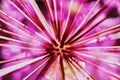 Purple Allium Flower Bulbs Royalty Free Stock Photo