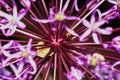 Purple Allium Flower Bulbs Royalty Free Stock Photo
