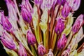 Purple Allium Flower Royalty Free Stock Photo