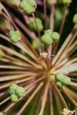 Purple Allium Flower Bulbs Royalty Free Stock Photo