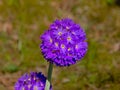 Purple allium flower bulbs Royalty Free Stock Photo