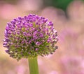 Purple Allium flower head with lavender bokeh background