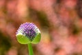 Purple allium flower head with red bokeh background with copy space Royalty Free Stock Photo