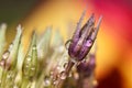 Purple allium flower with raindrops Royalty Free Stock Photo