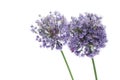 Purple Allium flowers