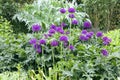 Purple allium flowers in bloom