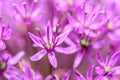 Purple Allium Flowers