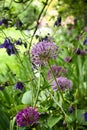 Allium flowers in German garden Royalty Free Stock Photo