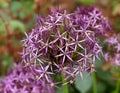 Purple Allium hollandicum flower in summer garden Royalty Free Stock Photo