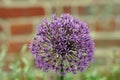 Purple Allium flower Royalty Free Stock Photo