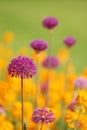 Purple allium with yellow flowers