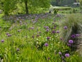 Purple Alliums on mass in formal garden setting Royalty Free Stock Photo