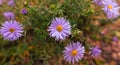 Purple alpine aster in nature