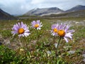 Wilcox Pass, Jasper National Park, Purple Subalpine daisy, Erigeron peregrinus, Canadian Rocky Mountains, Alberta, Canada Royalty Free Stock Photo