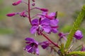 Purple Alpine Fireweed. Blossoming sally bloom