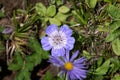 Purple alpine wild flowers close up.