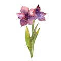 Purple amaryllis flower. Isolated amaryllis illustration element. Watercolor background illustration set.