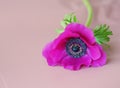 purple anemon flower on dust pink background