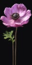 Hyperrealistic Anemone 3d Model With Stem