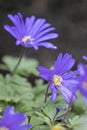 Purple Anemone blanda blooming in spring garden Royalty Free Stock Photo