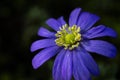 Purple Anemone blanda flower macro Royalty Free Stock Photo