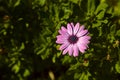 A purple anemone in a bush Royalty Free Stock Photo