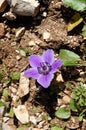 Purple Anemone flower.