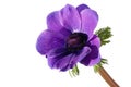 Purple anemone flower