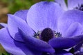 Purple anemone flower in bloom Royalty Free Stock Photo