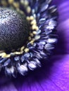 purple Anemone flower from close Royalty Free Stock Photo