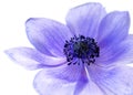 Purple Anemone flower Royalty Free Stock Photo