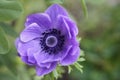 Purple Anemone Flower