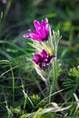 Purple anemone in the grass in sinlight Royalty Free Stock Photo