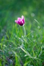 Purple anemone in the grass in sinlight. Royalty Free Stock Photo