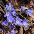 Purple Anemone Hepatica, Liverwort, Kidneywort, Pennywort