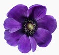 purple anemone, single flower, isolated white background Royalty Free Stock Photo