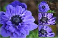 Purple Anenome Royalty Free Stock Photo