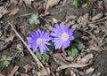 Purple Anenome flowers blooming on the forest floor Royalty Free Stock Photo