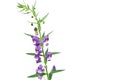 Purple Angelonia goyazensis Benth flower on white background Royalty Free Stock Photo