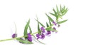 Purple Angelonia goyazensis Benth flower on white background Royalty Free Stock Photo