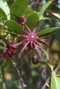 Purple anise flowers